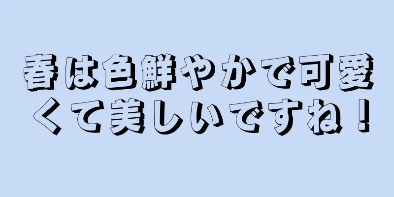 春は色鮮やかで可愛くて美しいですね！
